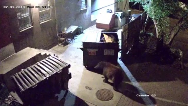 Un ours embarque de nuit des containers poubelles... Pas fou l'animal ahaha