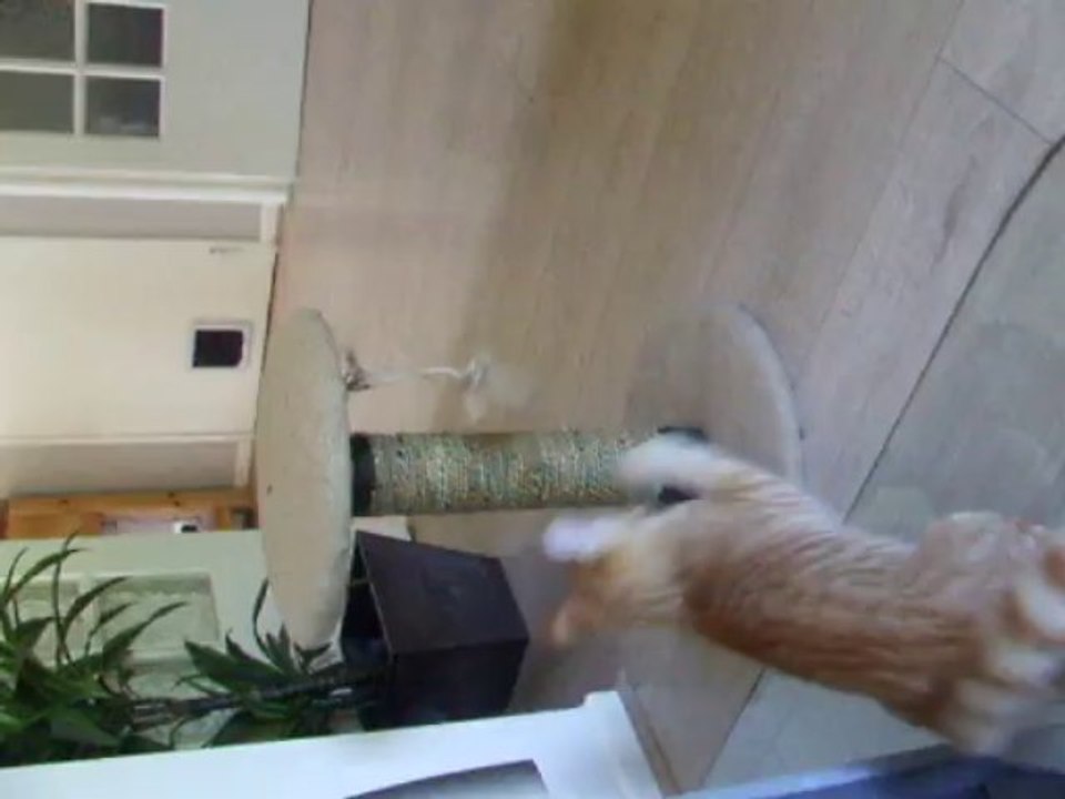 chat en furie