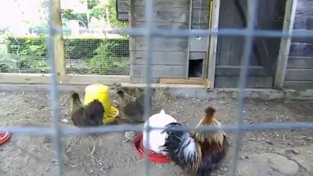 Poules Soie Perdrix dorée naines