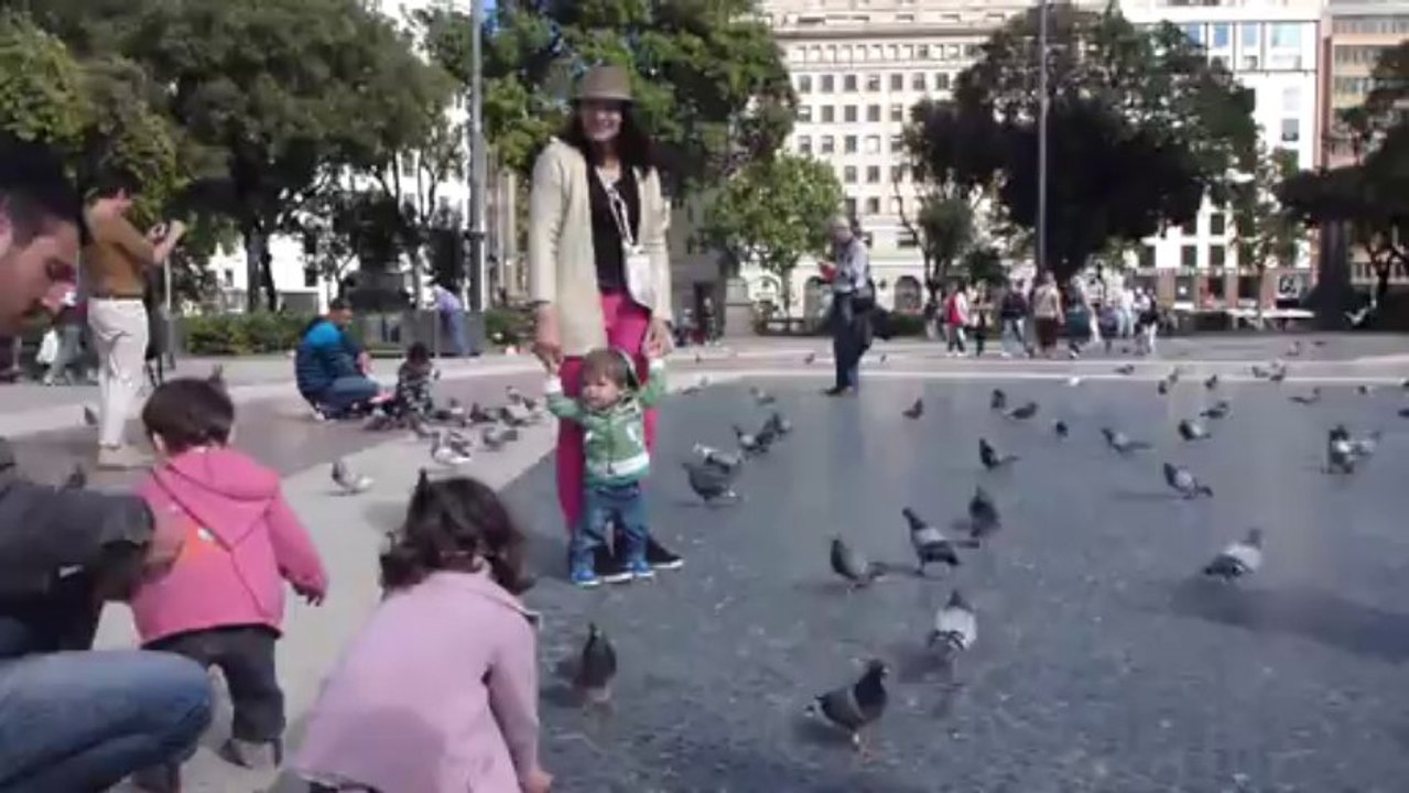 pigeons