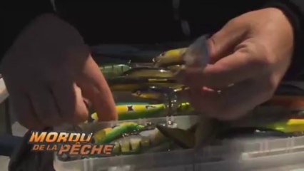 Mordu de la pêche - Québec Cote-Nord