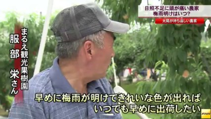 20130729 日照不足　福島市の果樹園ではモモの収穫を前に心配続く(福島)
