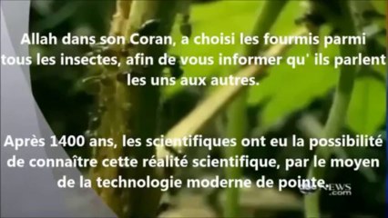 [Subhâna Allah] Fourmis témoignent de la véracité de l'Islam et du Coran !!!