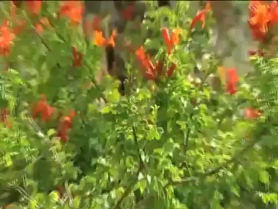 Benim Küçük Bahçem, 8 Ağustos Pazartesi 14.25'te TRT Okul'da