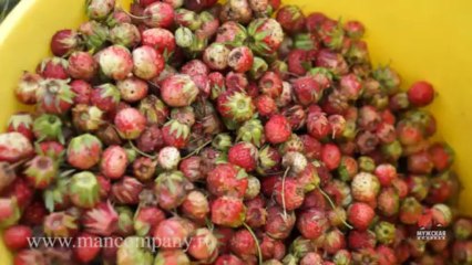 МК : Сбор грибов в лесу видео Full HD