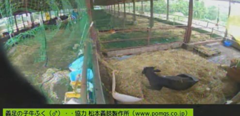 20130727  伊東先生、ナナちゃん②