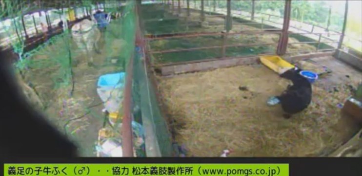 20130728　いちごちゃん、ガガちゃん