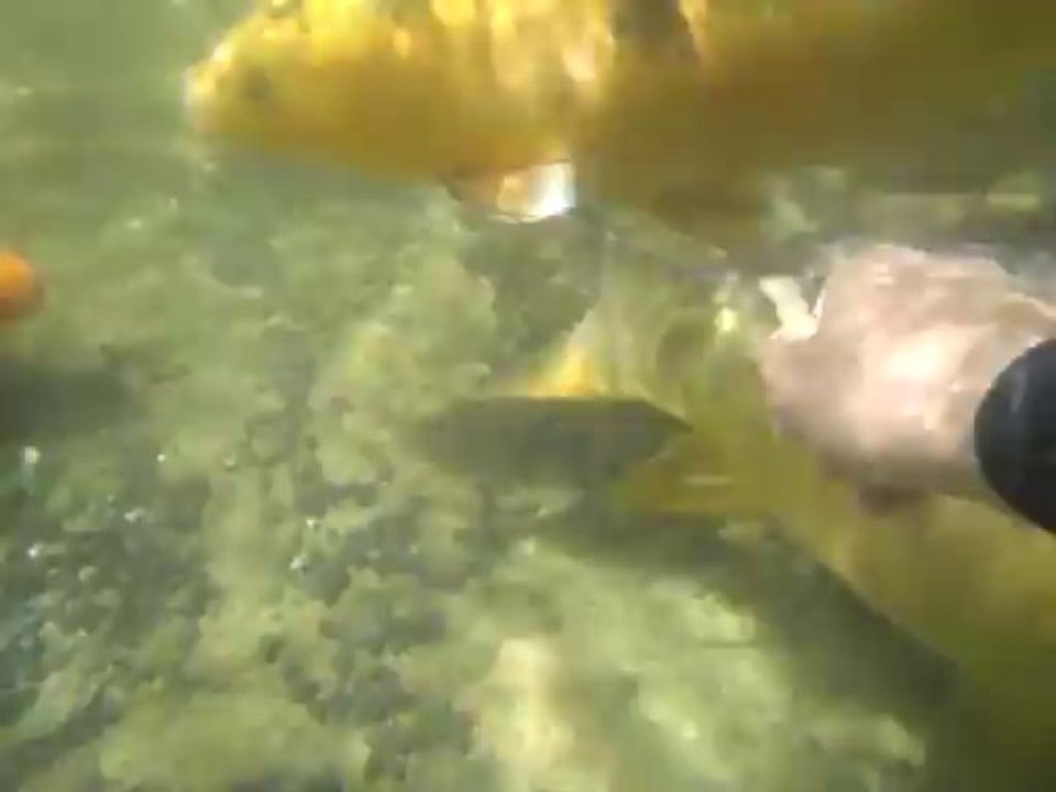 CARPES DOCILES A BECON LES GRANITS