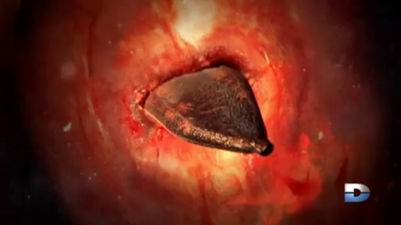 Parasites - Obsédés sexuels