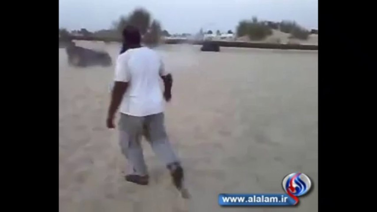 بالفيديو شاهد قتال الفرسان  Horses fighting-not ever seen before