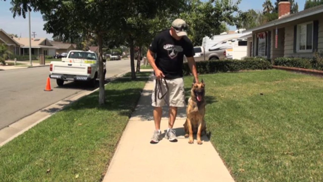 Heel and Auto Sit While Heeling