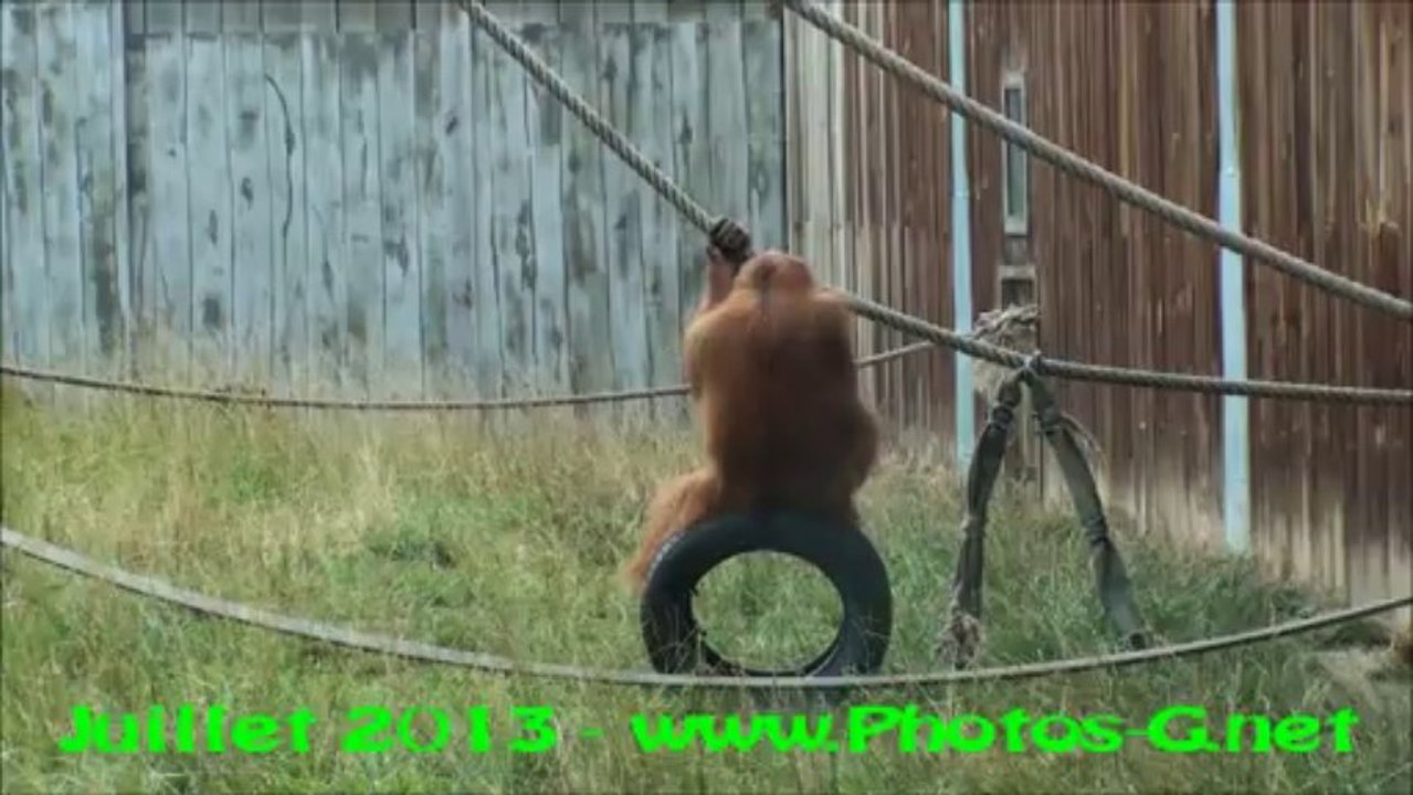 Zoo Amneville  Orang-Outang