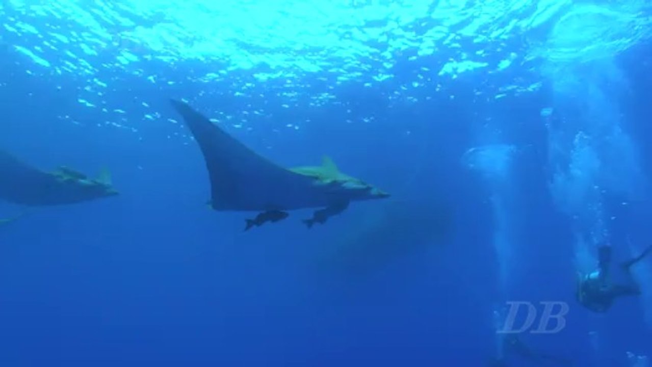 Açores 2 les Modulas de Princess Alice Bank