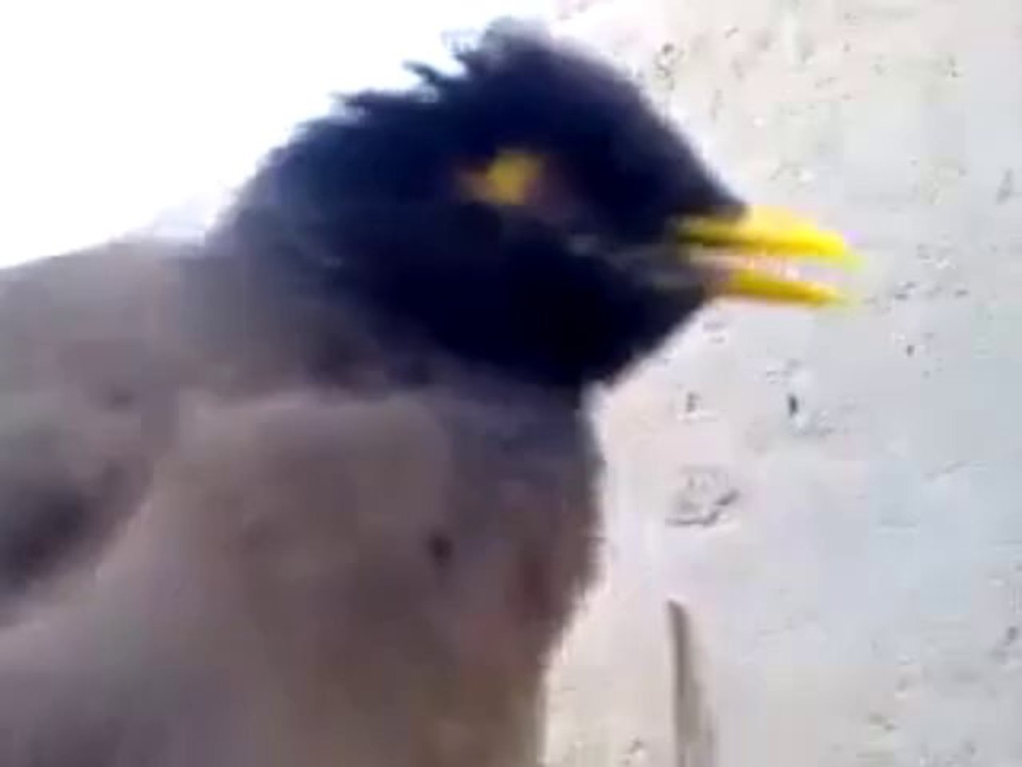 Un Oiseau Pleure Comme Un Bebe Video Dailymotion