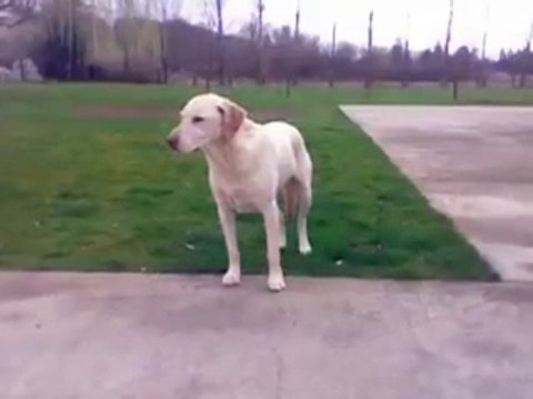 Compil d'Animaux drogués qui reviennent du vétérinaire! Trop marrant