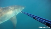 Great white shark gives diver a scare, the scare of his life!