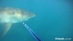 Un plongeur nez-à-nez avec un grand Requin Blanc! La peur de sa vie!