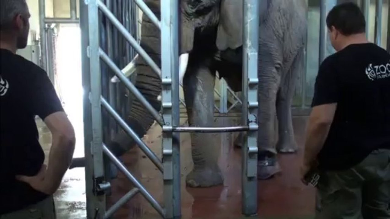 Zoo Amneville Elephants