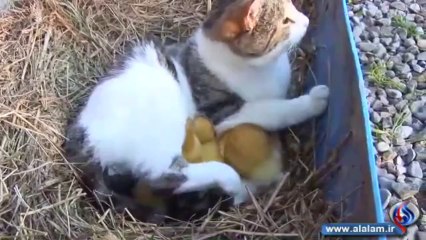 a cat takes care with a small ducks