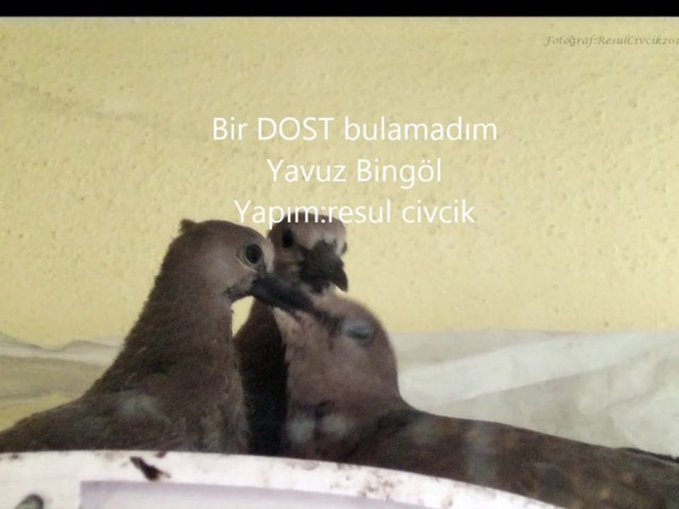 Yavuz Bingöl- Bir Dost Bulamadım  Gün Akşam Oldu- Kumrular