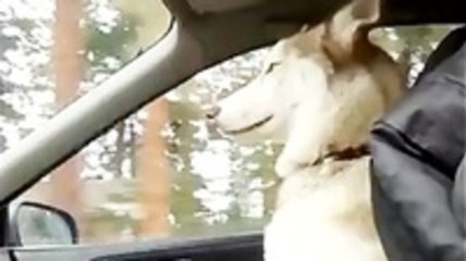 The Most Annoyingly Cute Thing Ever