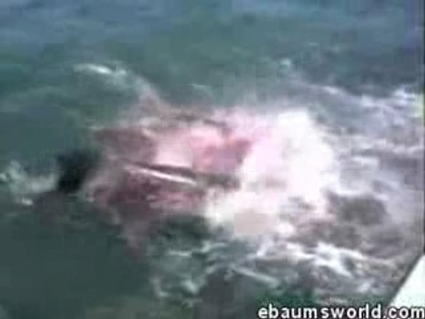 Attaque De Requin Poisson Péché