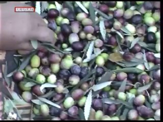 Zeytin üreticileri kaygılı