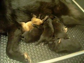 4 août 2013 (3) : ... mais elle se rattrape