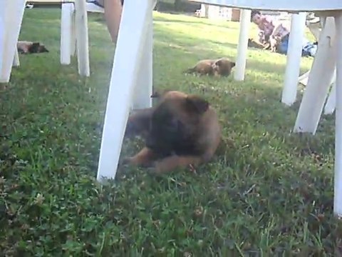 chiots les guerriers de maligne