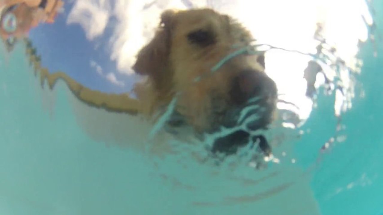 Je donne ma langue au chien