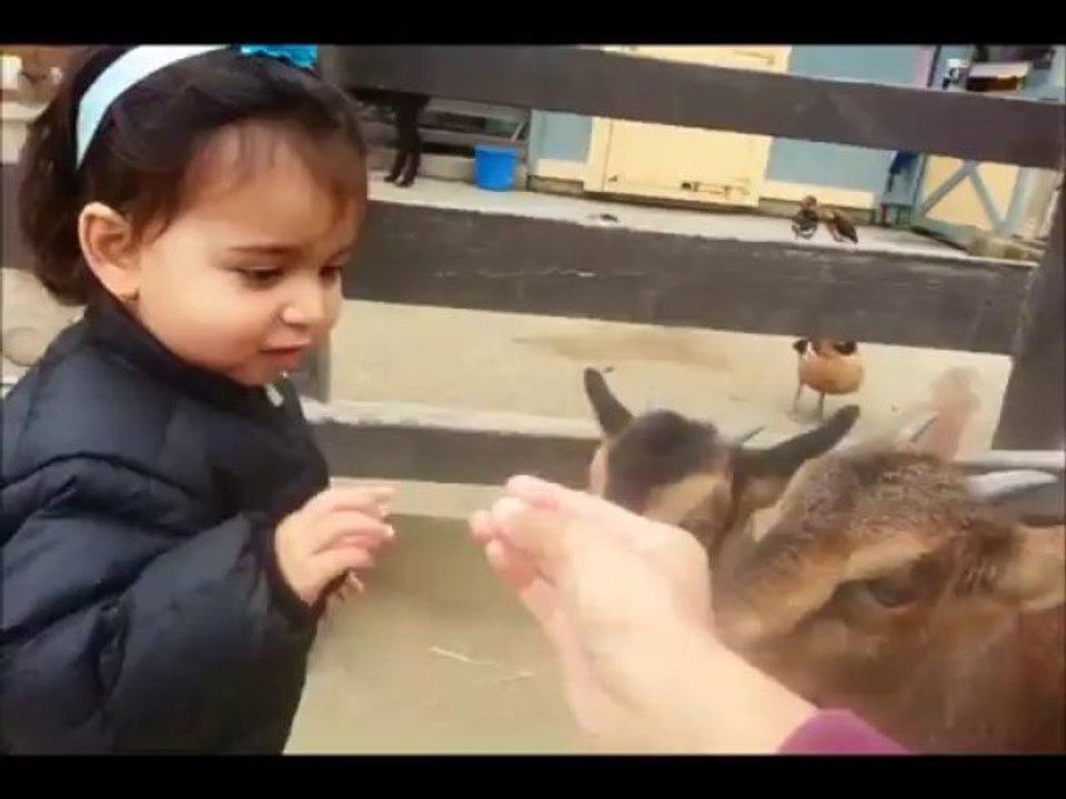 Day at the Zoo
