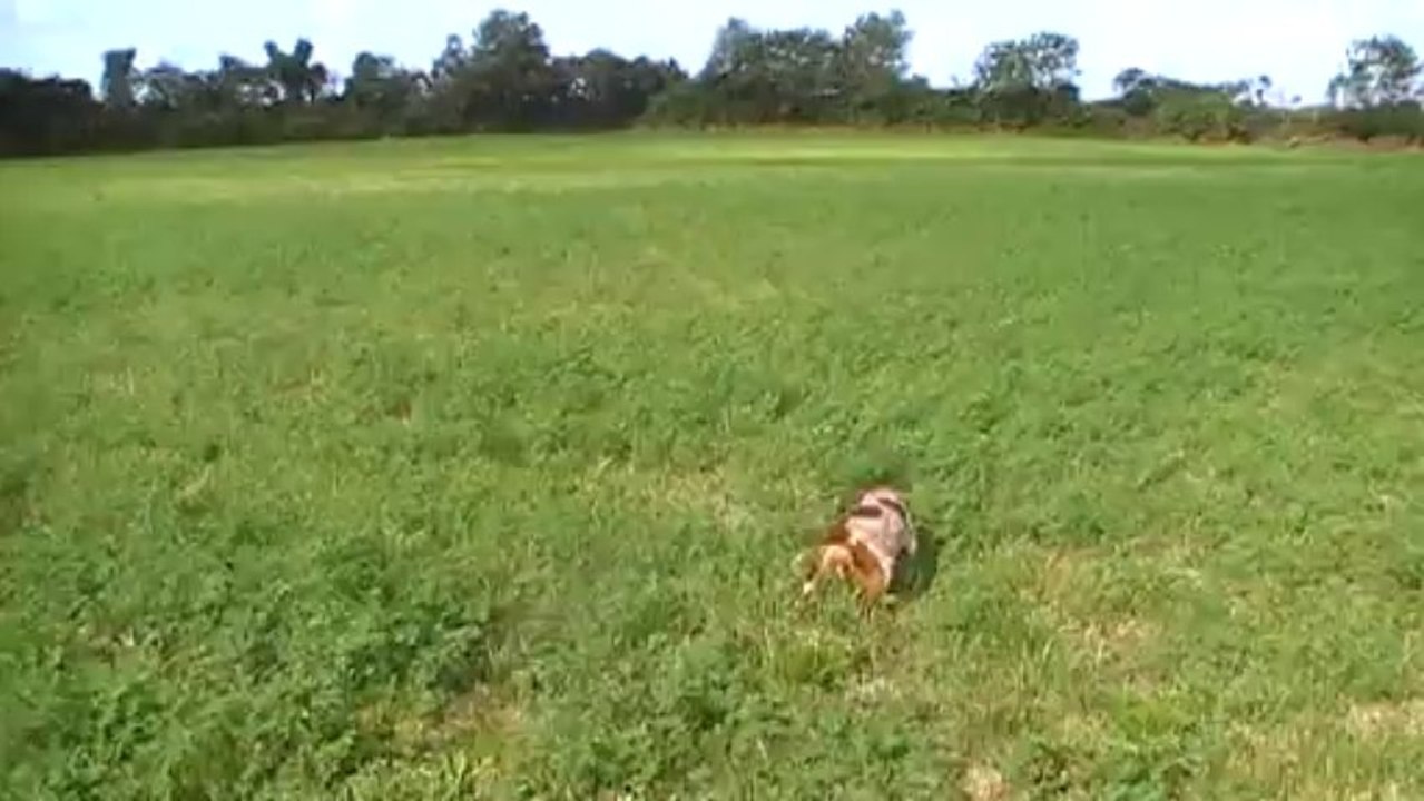 Arrêt Ivoire sur Caille + coulé.