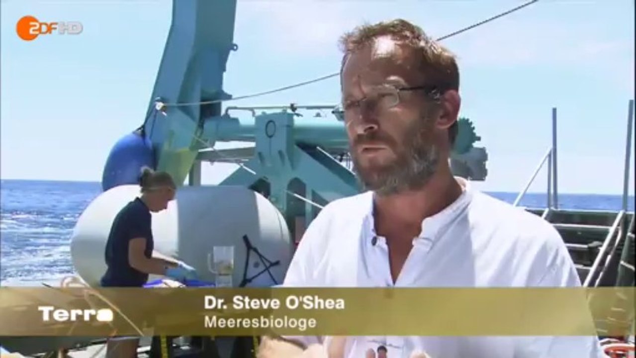 Terra x: "phantom der tiefsee: der riesenkalmar" - zdf