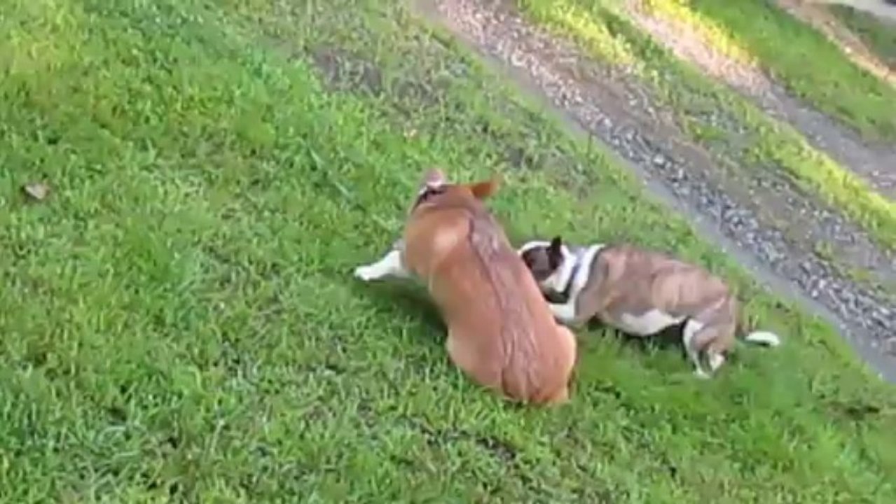 Sophie and Watson Dueling Dogs