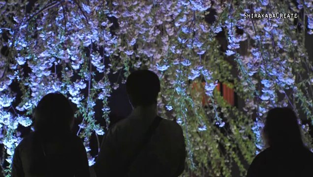 Weeping Cherry in Hokki-ji Temple, Hokkaido, Japan