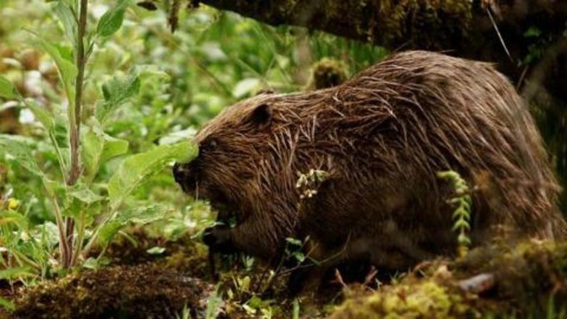 ⁣earthrise - Beaver farmer