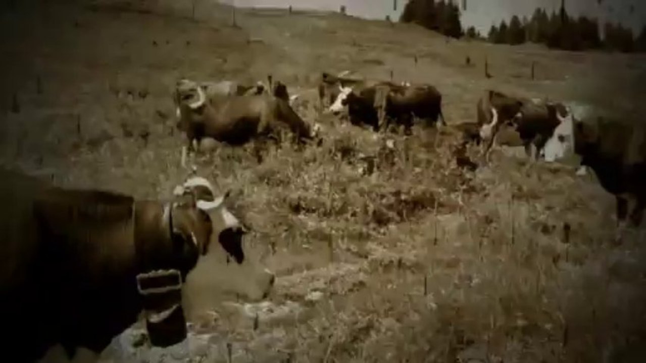 Les vaches de nos alpages au Saisies le 03/08/13
