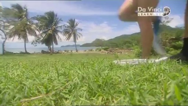 Дикая наука. Солнце и море