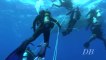 ACORES Les requins bleus de Banco  Açores avec Pico sport