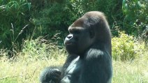 Zoo Amneville - Gorilles