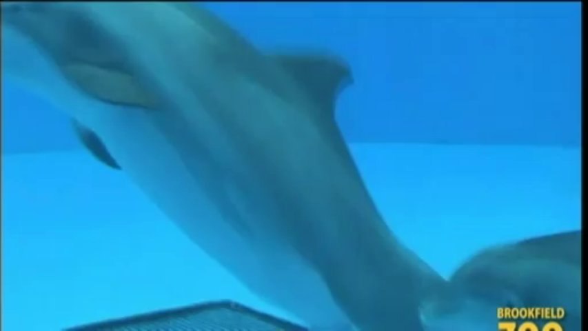 VIDEO. Une naissance de dauphin filmée dans un zoo à Chicago