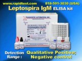 Leptospira IgM ELISA kit