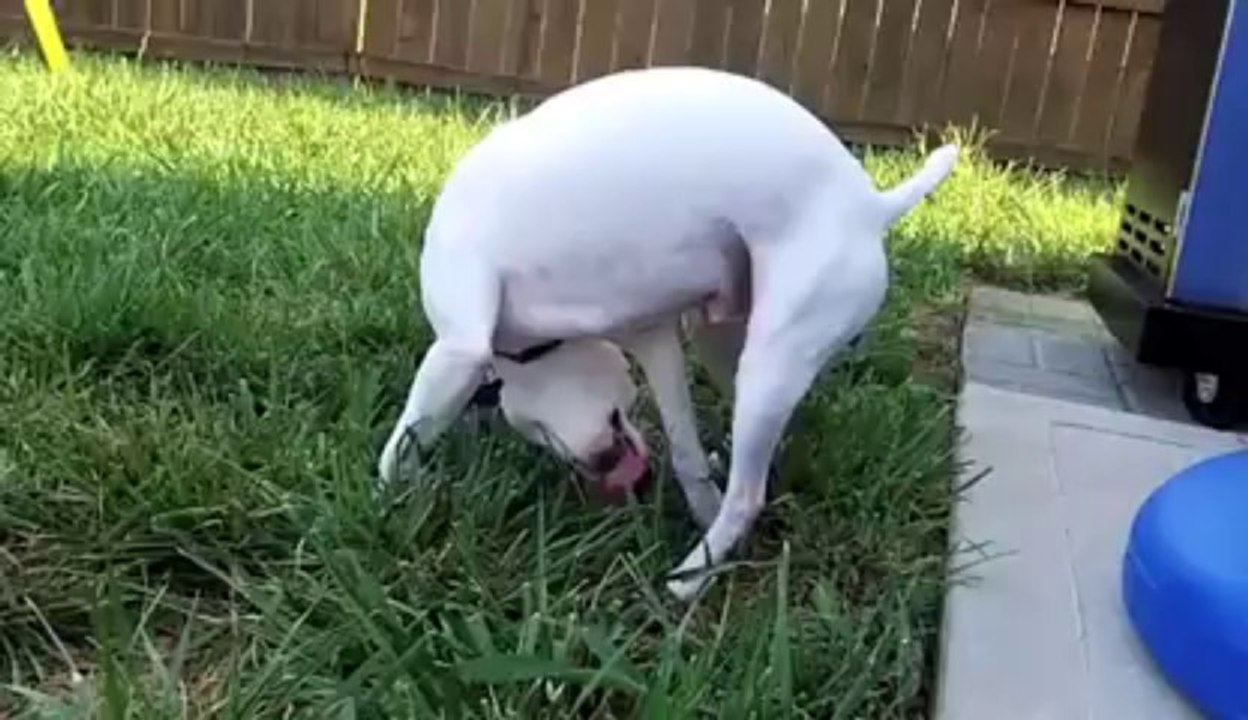 Un chien boit sa pisse