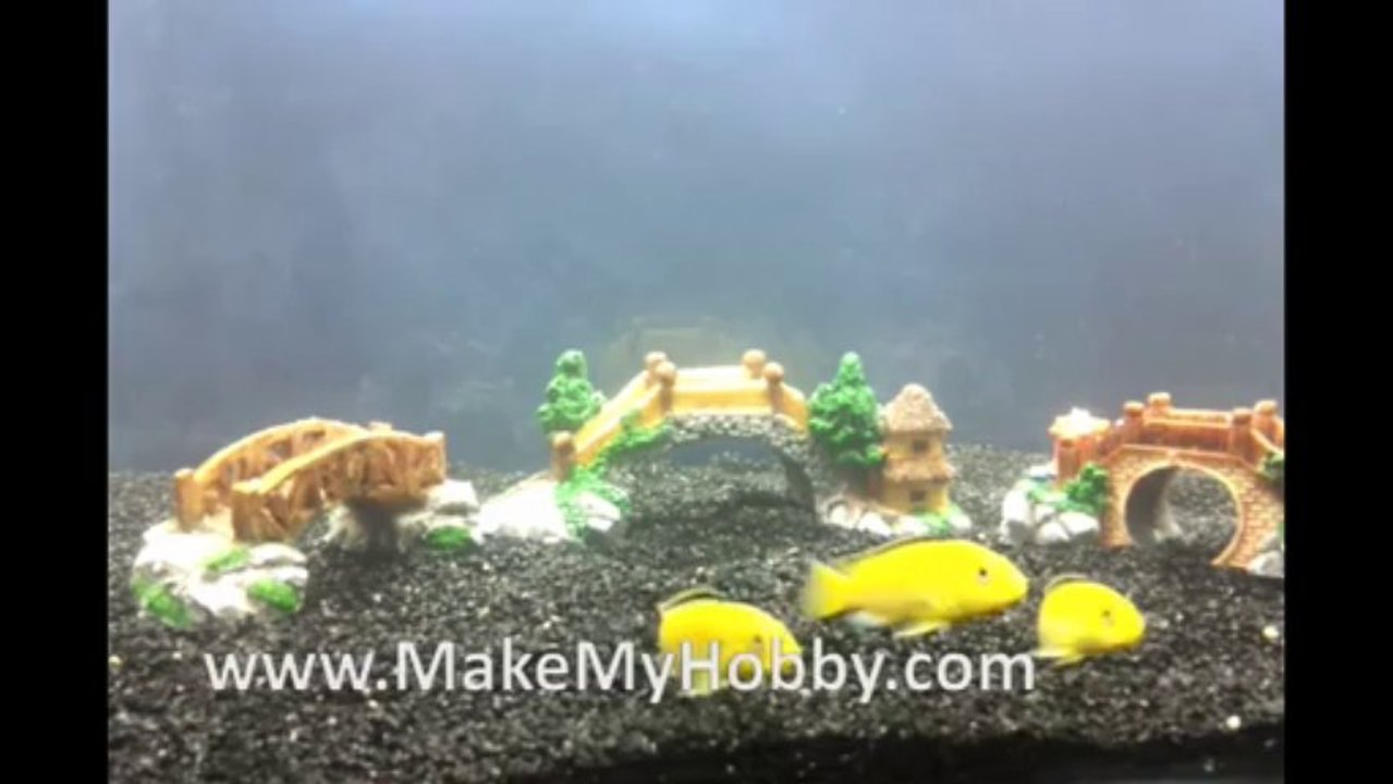 MakeMyHobby - Labidochromis Yellow Cichlid