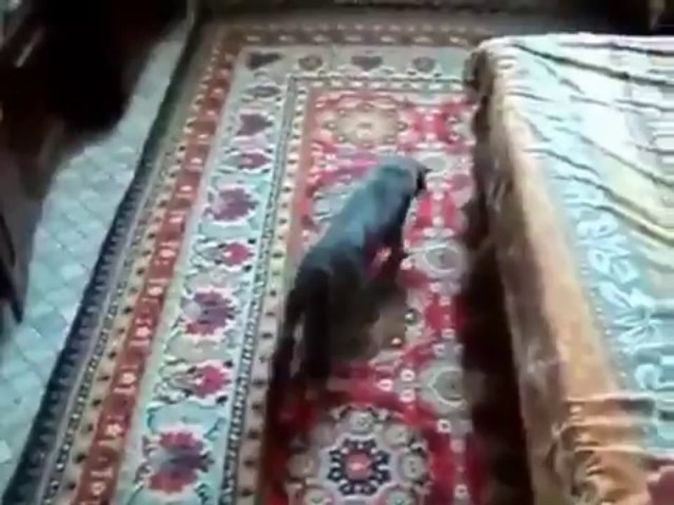 Animaux drogués qui reviennent du vétérinaire