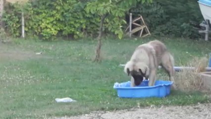 H'ley - Vidéo n°36 - Bain de patte après un dimanche caniculaire