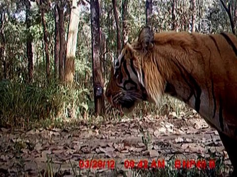 Популяция тигров в Непале продолжает расти