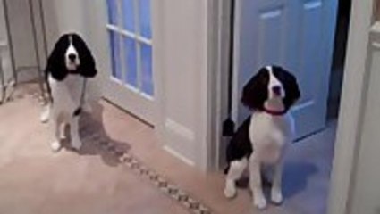 Awesome Dogs Spin in Unison for Dinner