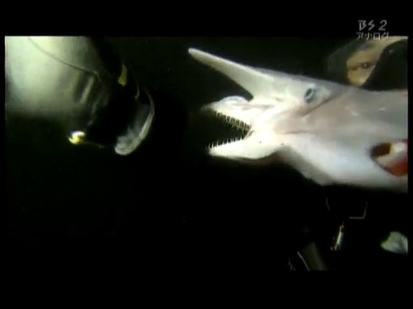 Requin Lutin Video Dailymotion