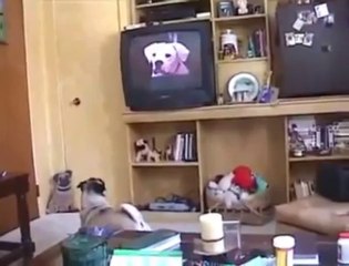 A dog getting emotional with the end of movie